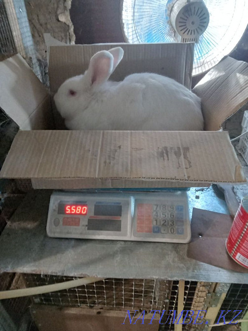 Rabbits per tribe Pavlodar - photo 5