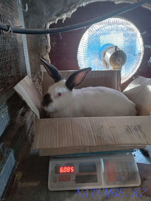 Rabbits per tribe Pavlodar - photo 4