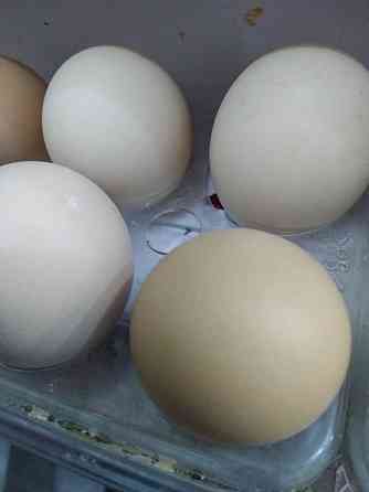 Яйцо на инкубацию Кендала