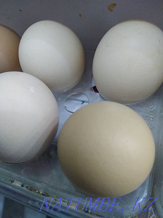 Яйцо на инкубацию Кендала - изображение 1
