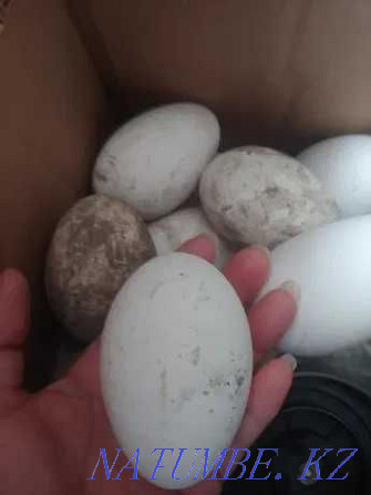 Goose eggs Domestic NOT hatching Almaty - photo 1