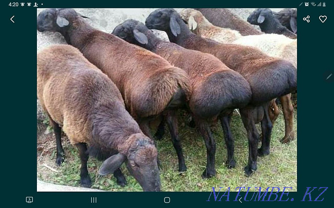 Mal bazaars sell sheep Kokshetau - photo 1