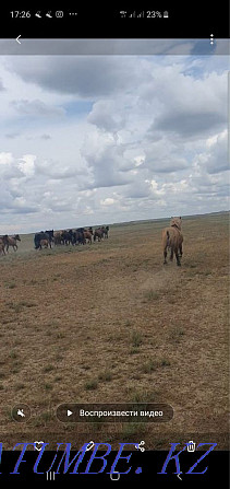 Attar / horses. Selling herds of horses Кыргауылды - photo 1