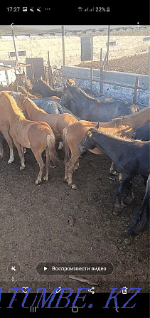 Attar / horses. Selling herds of horses Кыргауылды - photo 2