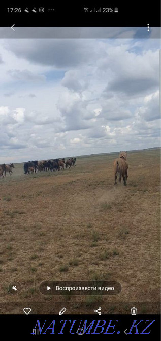 Attar / horses. Selling herds of horses Кыргауылды - photo 1