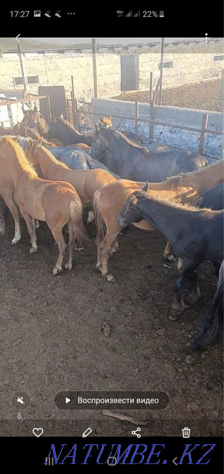 Attar / horses. Selling herds of horses Кыргауылды - photo 2