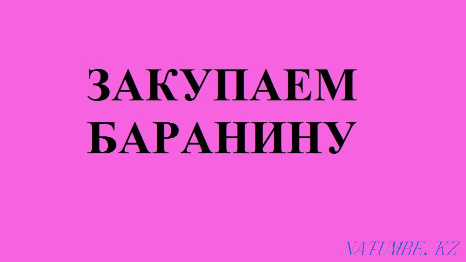 Lamb koi child Kostanay - photo 1