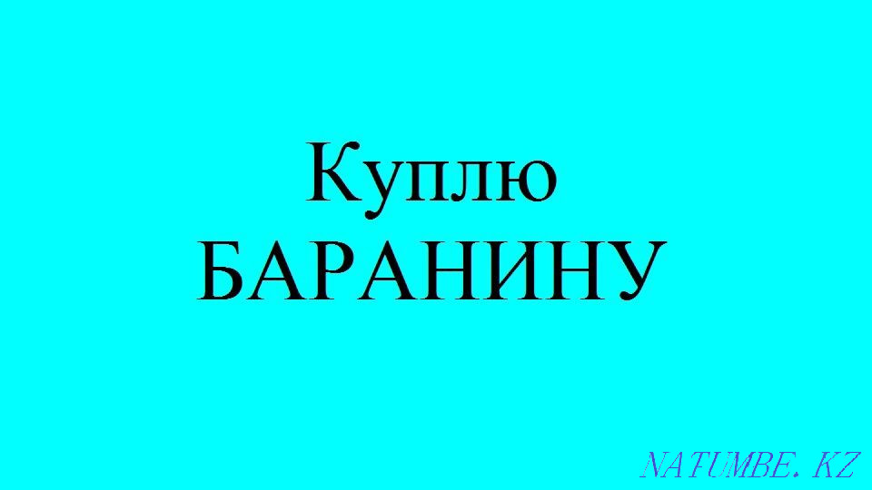 Lamb koi child Kostanay - photo 2