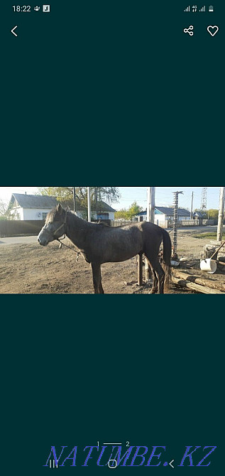 Тай айғыры 2 жаста Наумовка - изображение 2