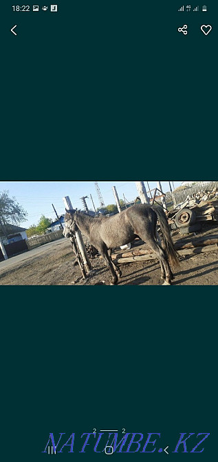 Тай айғыры 2 жаста Наумовка - изображение 1