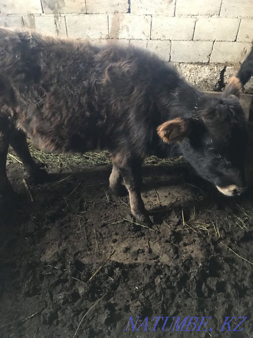 Exchange options Abay - photo 3