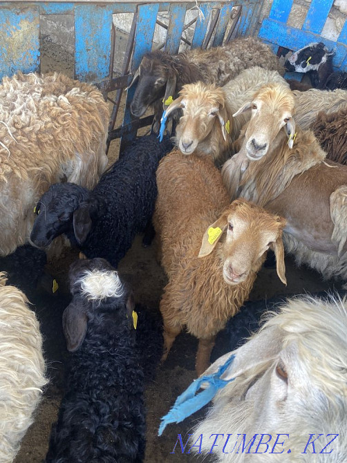 Козылы койлар бар Аксай - изображение 3