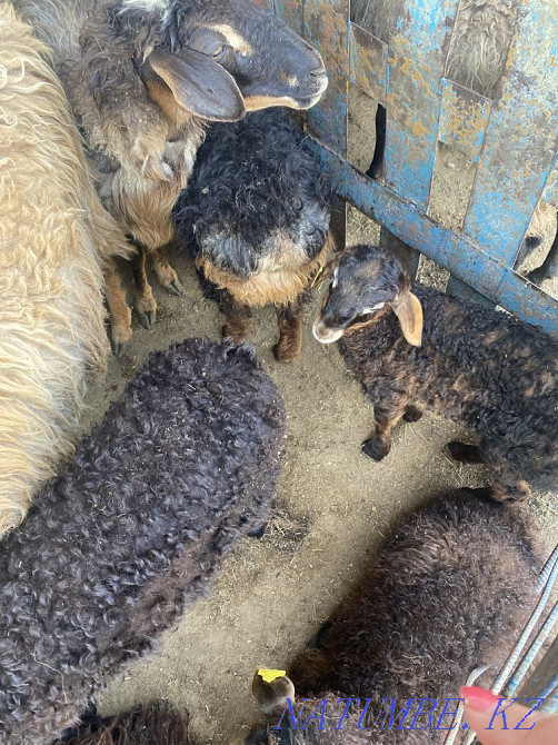 Козылы койлар бар Аксай - изображение 2