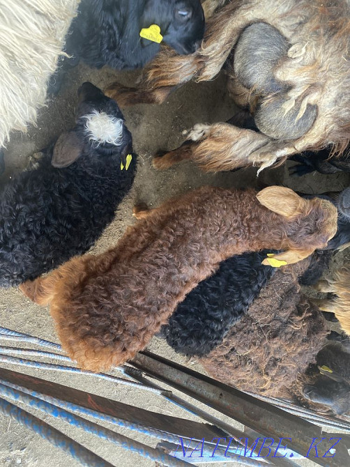 Козылы койлар бар Аксай - изображение 1