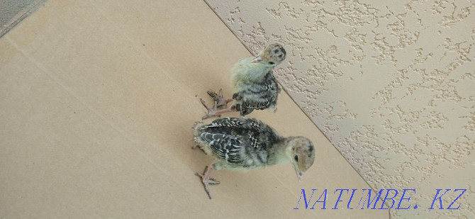 Turkey poults with turkey  - photo 4