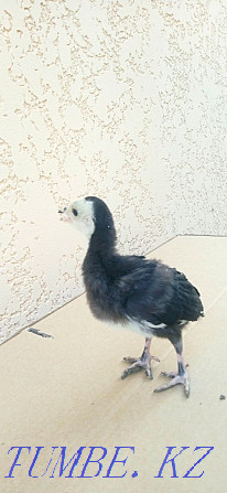 Turkey poults with turkey  - photo 6