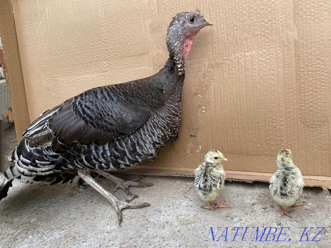 Turkey poults with turkey  - photo 8