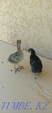 Turkey poults with turkey  - photo 2