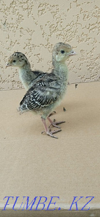 Turkey poults with turkey  - photo 3