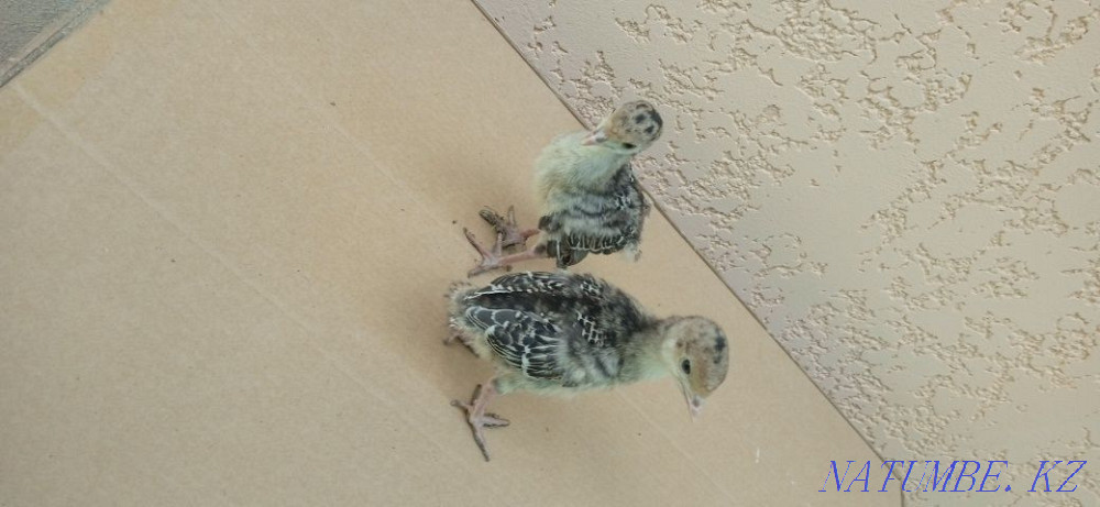 Индюшата с индюшкай  - изображение 4