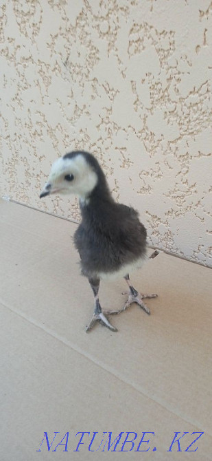 Индюшата с индюшкай  - изображение 5