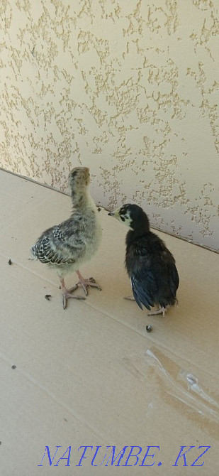 Индюшата с индюшкай  - изображение 2