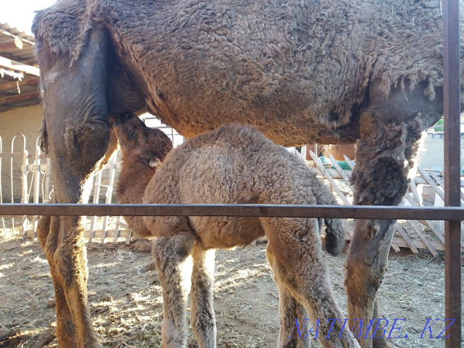 Tuye satylada bagasy 700 myn Turkestan - photo 2