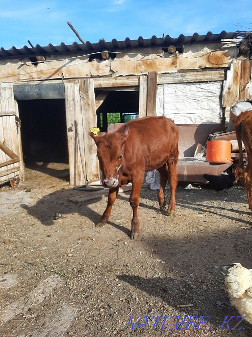 Продам тёлочку 4 месяца  - изображение 2