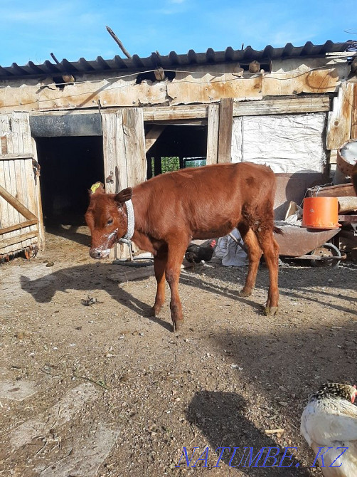 Продам тёлочку 4 месяца  - изображение 1