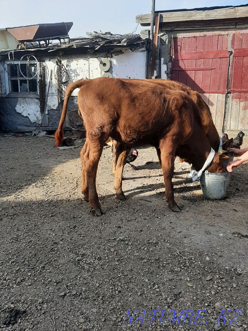 Продам тёлочку 4 месяца  - изображение 3