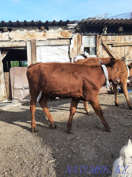 Продам тёлочку 4 месяца  - изображение 4