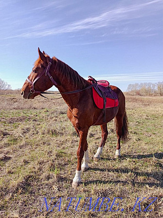 Urgent! Stallion for sale! Astana - photo 2