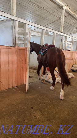 Urgent! Stallion for sale! Astana - photo 4