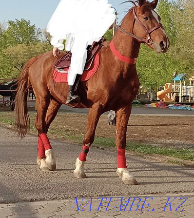 Urgent! Stallion for sale! Astana - photo 1