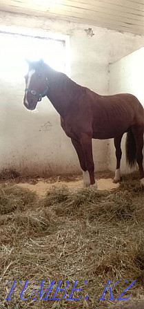 Urgent! Stallion for sale! Astana - photo 6