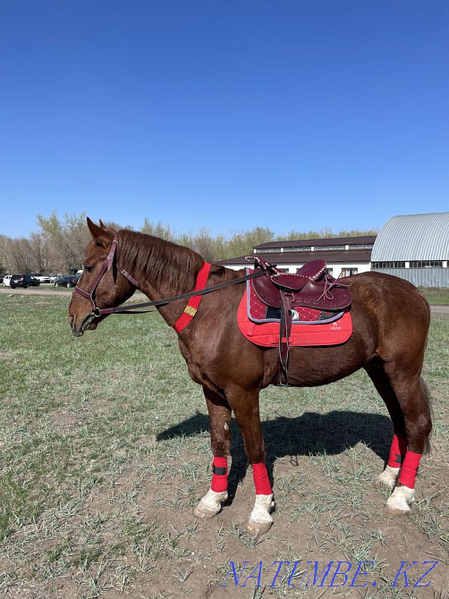 Urgent! Stallion for sale! Astana - photo 3