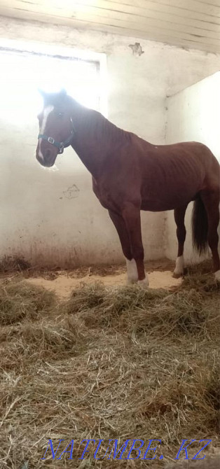 Urgent! Stallion for sale! Astana - photo 6