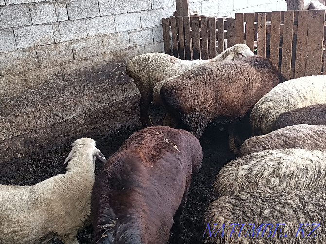 Rent a lamb for meat Urochishche Talgarbaytuma - photo 3