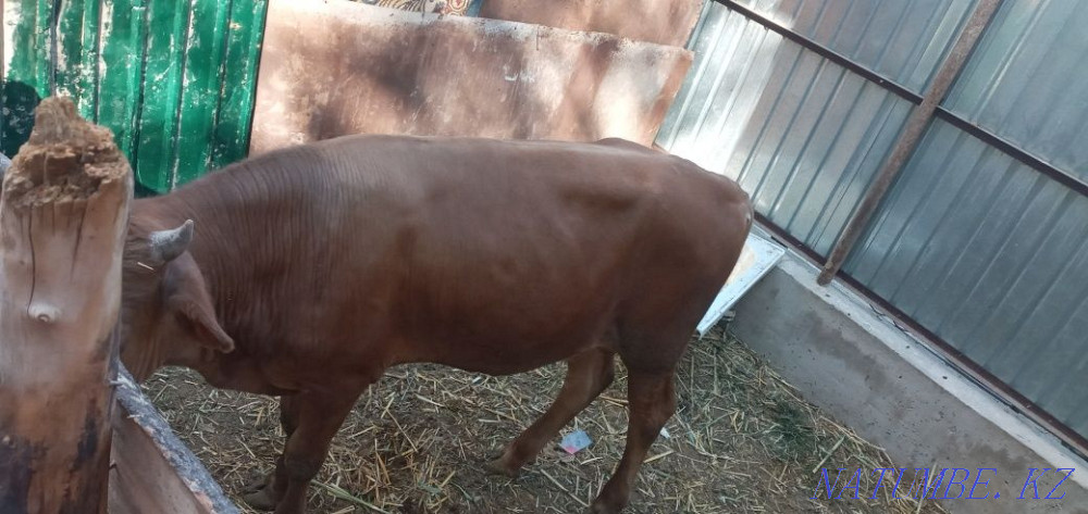 Баспак сатылады срочно Кызылорда - изображение 1