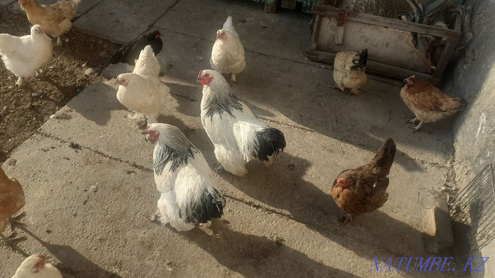 Bram ?orazdar satylady taza bram etti parodasy zhas ?orazdar tauy??a Сарыкемер - photo 2