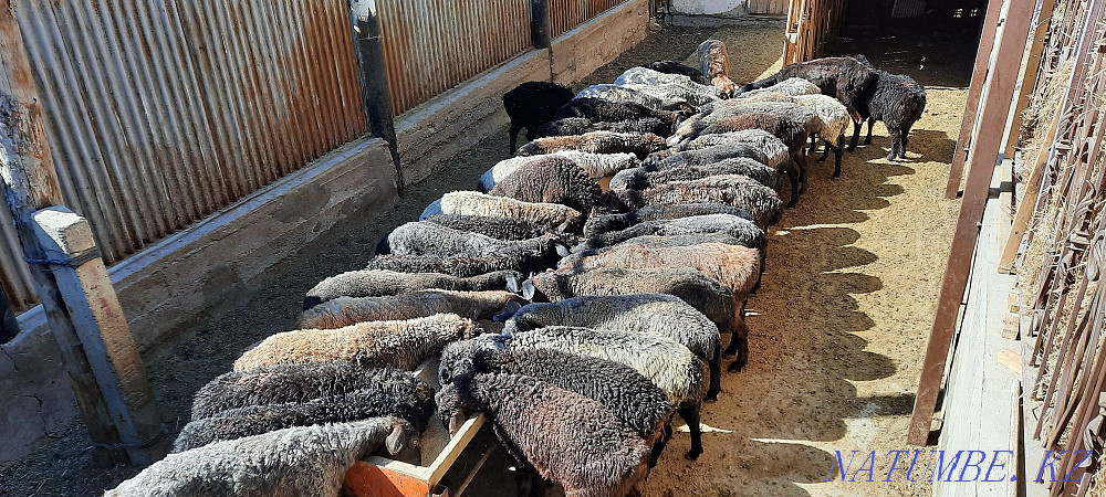 Қой токты тұсақ қошқар қошқар қой  Қызылорда - изображение 6