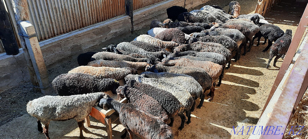 Қой токты тұсақ қошқар қошқар қой  Қызылорда - изображение 7