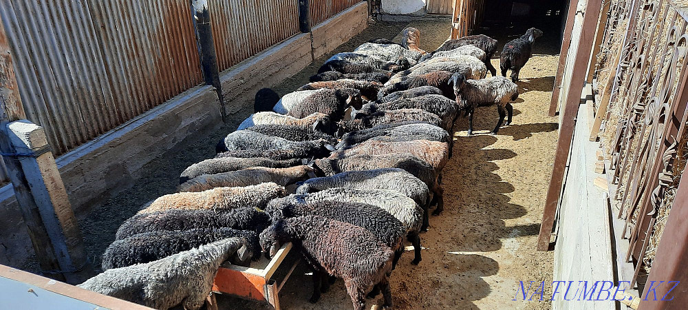 Қой токты тұсақ қошқар қошқар қой  Қызылорда - изображение 8