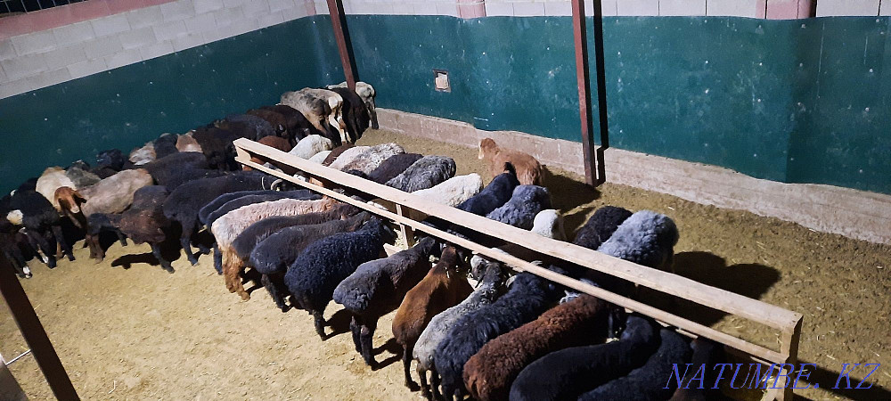 Қой токты тұсақ қошқар қошқар қой  Қызылорда - изображение 5