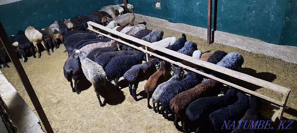 Қой токты тұсақ қошқар қошқар қой  Қызылорда - изображение 2