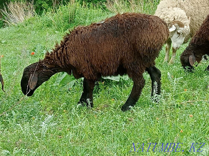 Koi Sheep toktushki sold 35000 thousand Almaty Delivery free re Almaty - photo 2