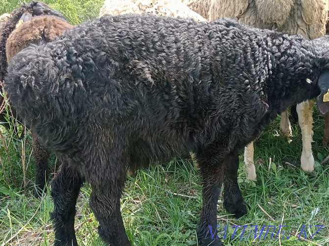 Koi Sheep toktushki sold 35000 thousand Almaty Delivery free re Almaty - photo 4