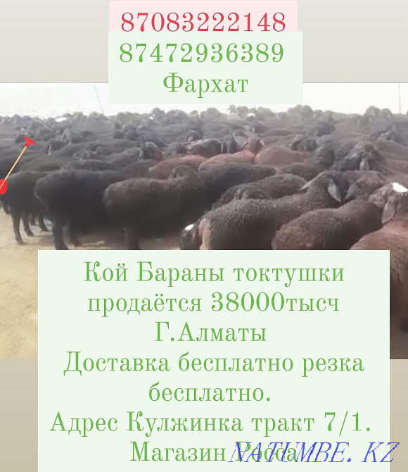 Кой қой токтушки сатылды 35000мың Алматы Доставка тегін ре  Алматы - изображение 2