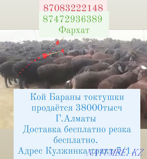 Кой қой токтушки сатылды 35000мың Алматы Доставка тегін ре  Алматы - изображение 1