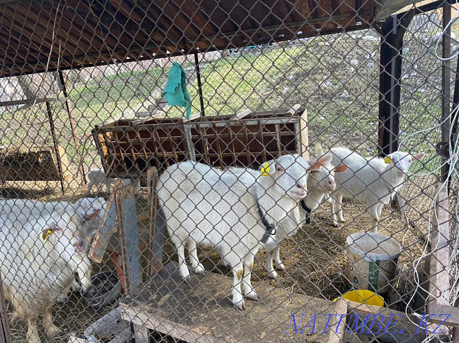 Goats, zaanensky, rams, kurban Almaty - photo 1